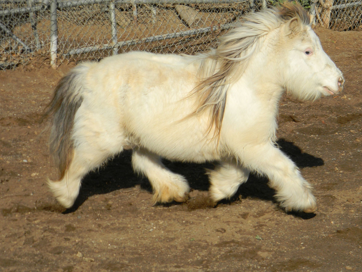 7 Fascinating Facts That Will Capture Your Heart for Miniature Horses