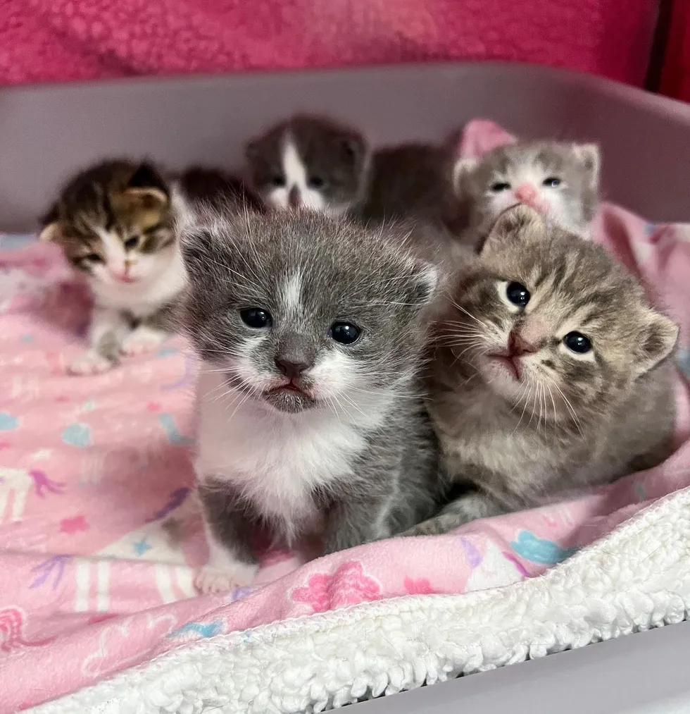 With nowhere to go and her belly swollen, a lost cat in the snow desperately seeks a safe and warm place to give birth to her babies