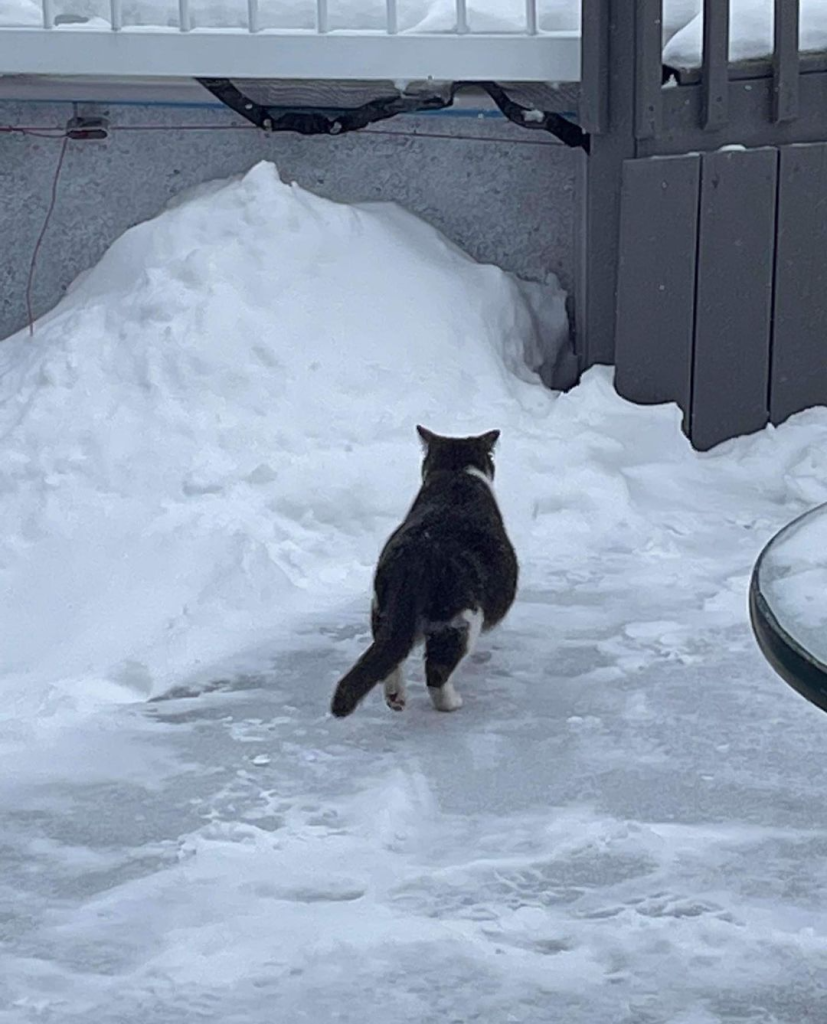 With nowhere to go and her belly swollen, a lost cat in the snow desperately seeks a safe and warm place to give birth to her babies