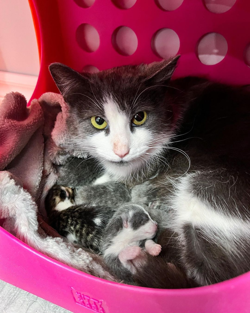 With nowhere to go and her belly swollen, a lost cat in the snow desperately seeks a safe and warm place to give birth to her babies