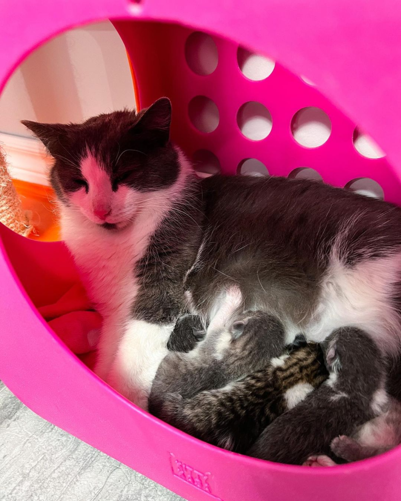 With nowhere to go and her belly swollen, a lost cat in the snow desperately seeks a safe and warm place to give birth to her babies