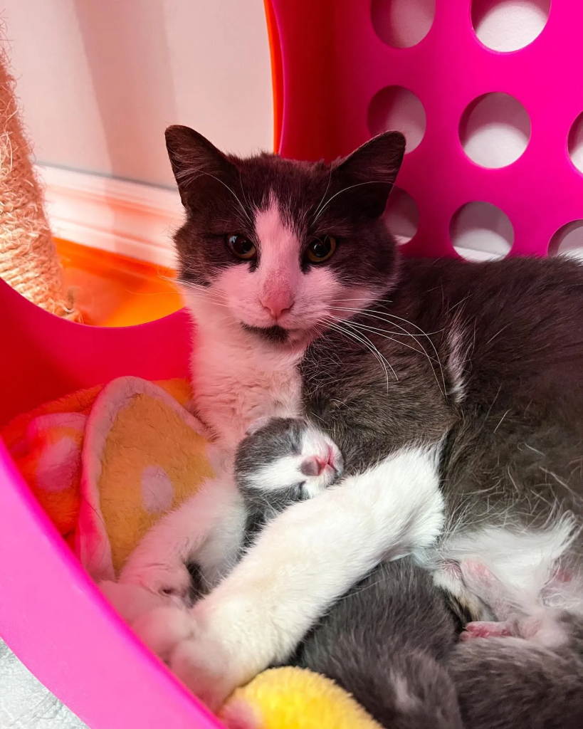 With nowhere to go and her belly swollen, a lost cat in the snow desperately seeks a safe and warm place to give birth to her babies