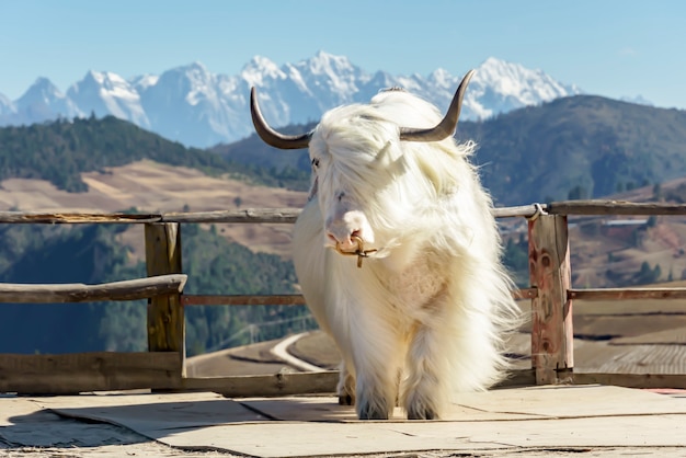 Rare Beauty Unveiled: The Enigmatic Tibetan White Yak, the World's Rarest Color Phase of Yak - Sporting ABC