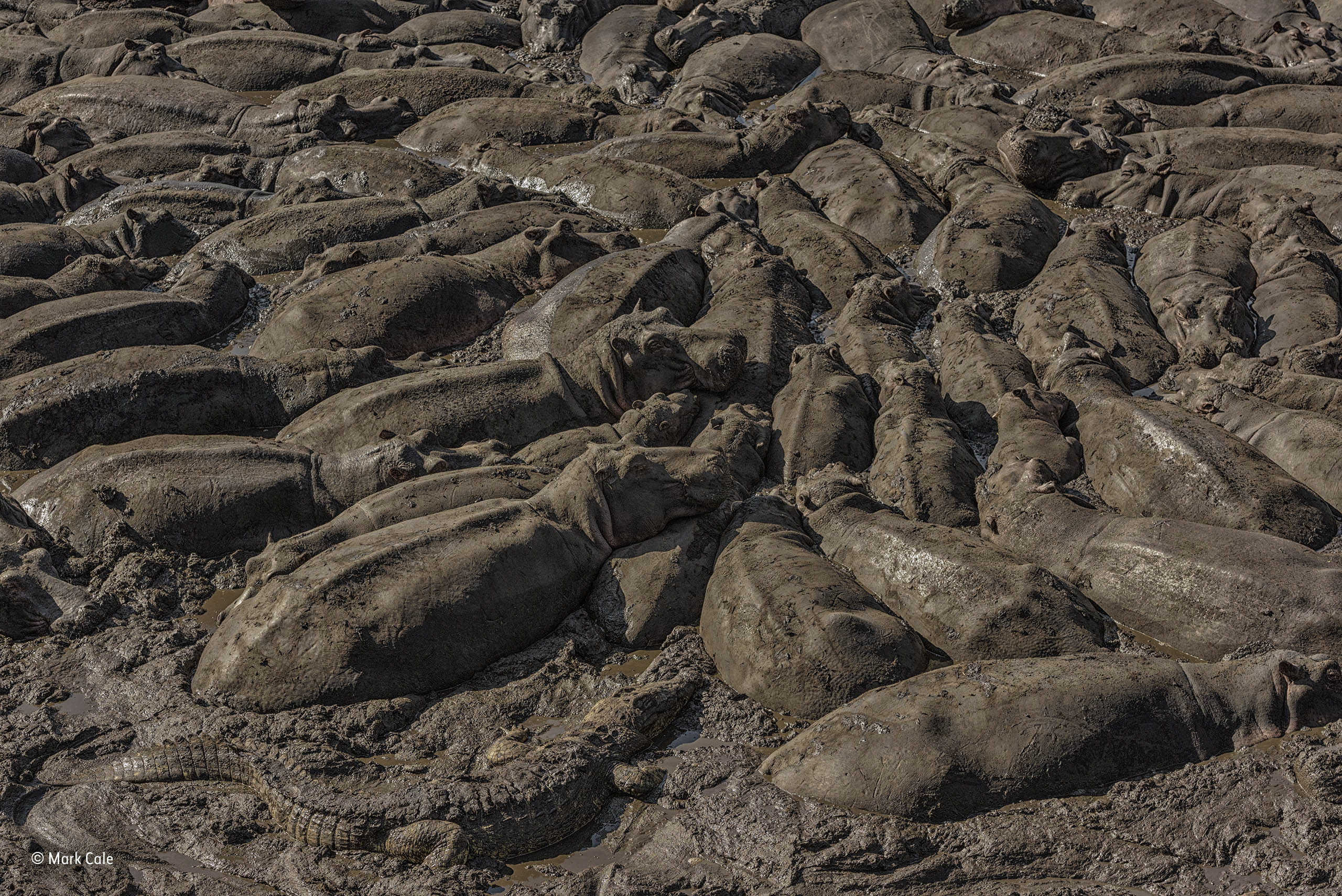 Unraveling the Enigma: Thriving Fish Population in Arid River Leaves Scientists Astonished