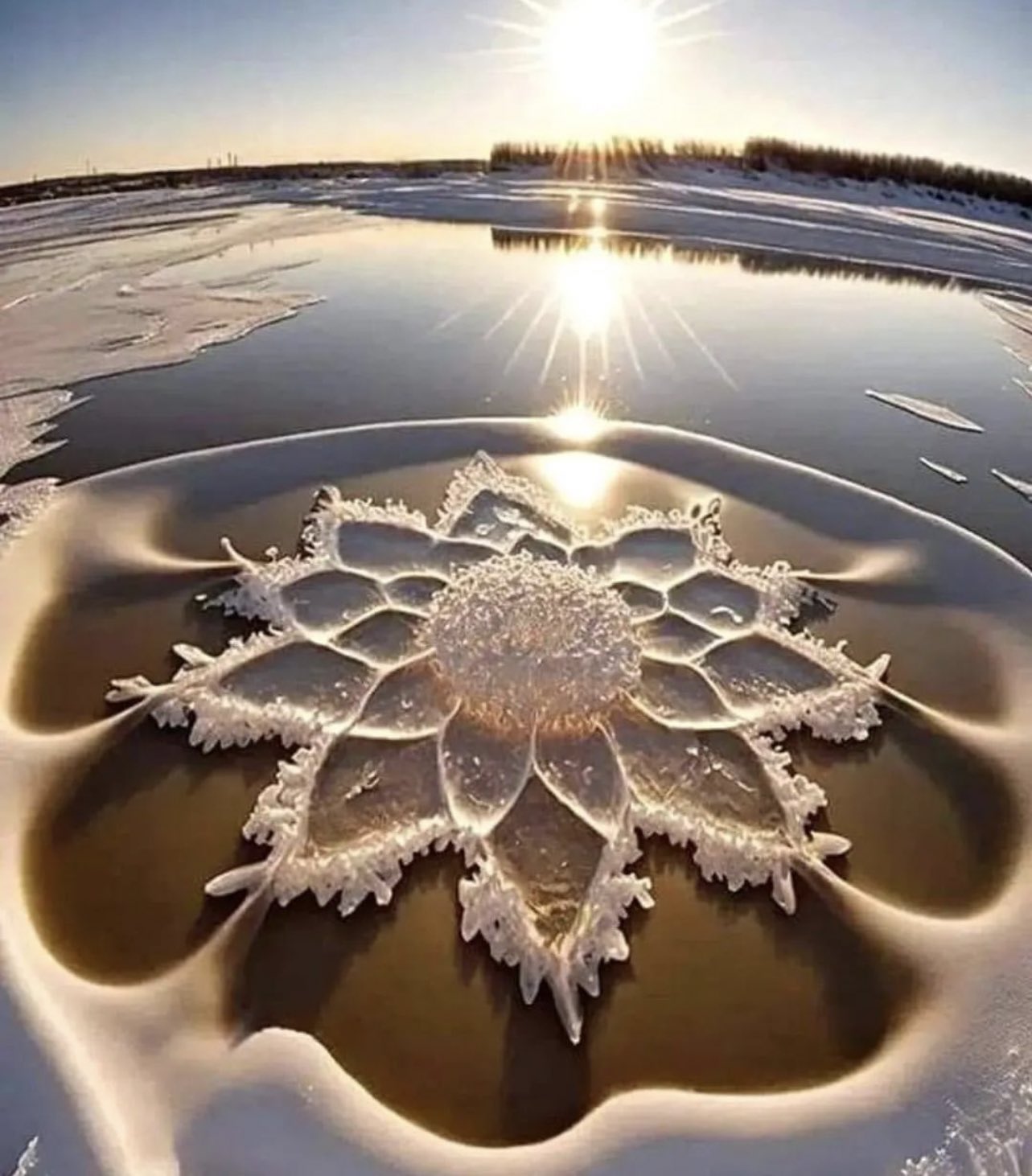 Natures Icy Blossoms: The Amazing World of Ice Flowers - Mnews