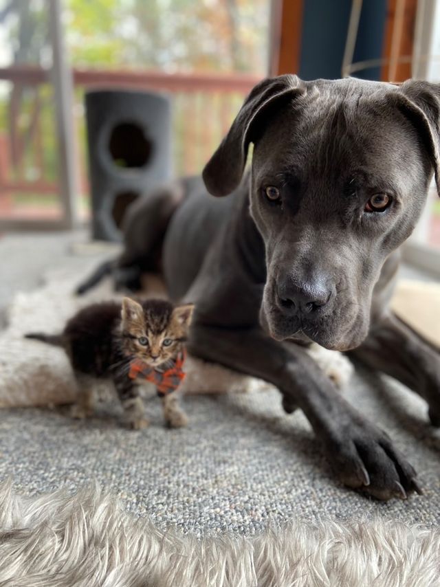 From strangers to amazing partners: Norm the house hippo and his heartwarming story of fostering a kitten