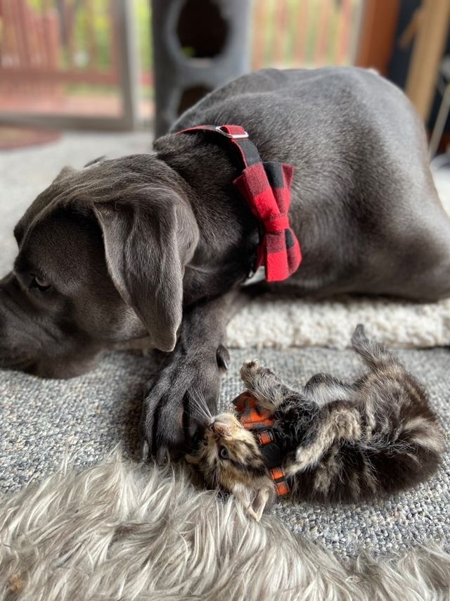 From strangers to amazing partners: Norm the house hippo and his heartwarming story of fostering a kitten