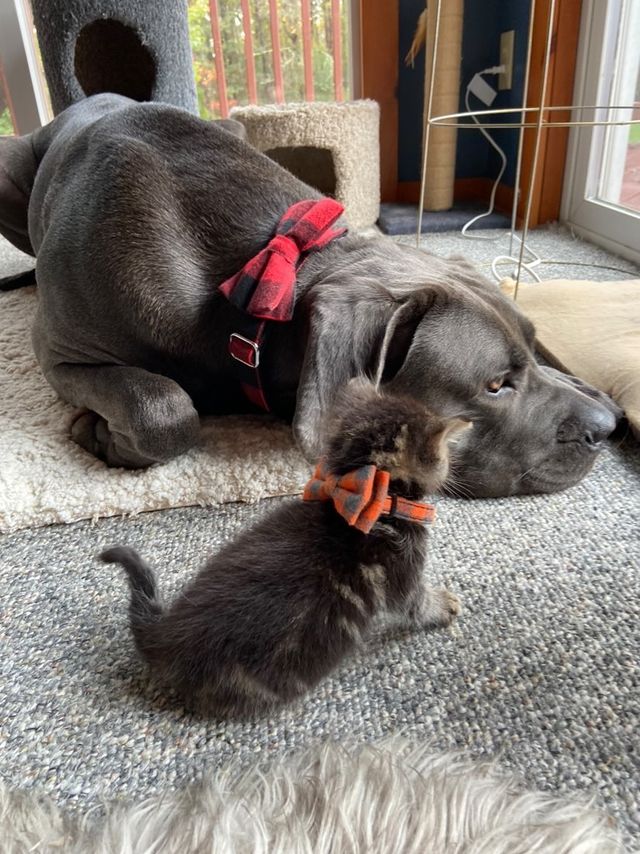 From strangers to amazing partners: Norm the house hippo and his heartwarming story of fostering a kitten