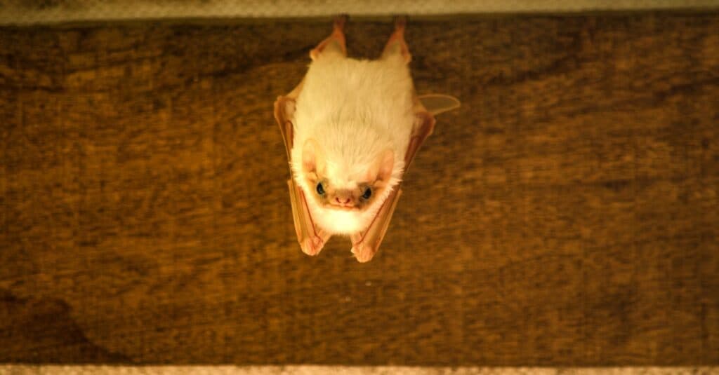 Meet Tiny Honduran Bats - The Most Adorable Thing You’ll See Today - Sporting ABC