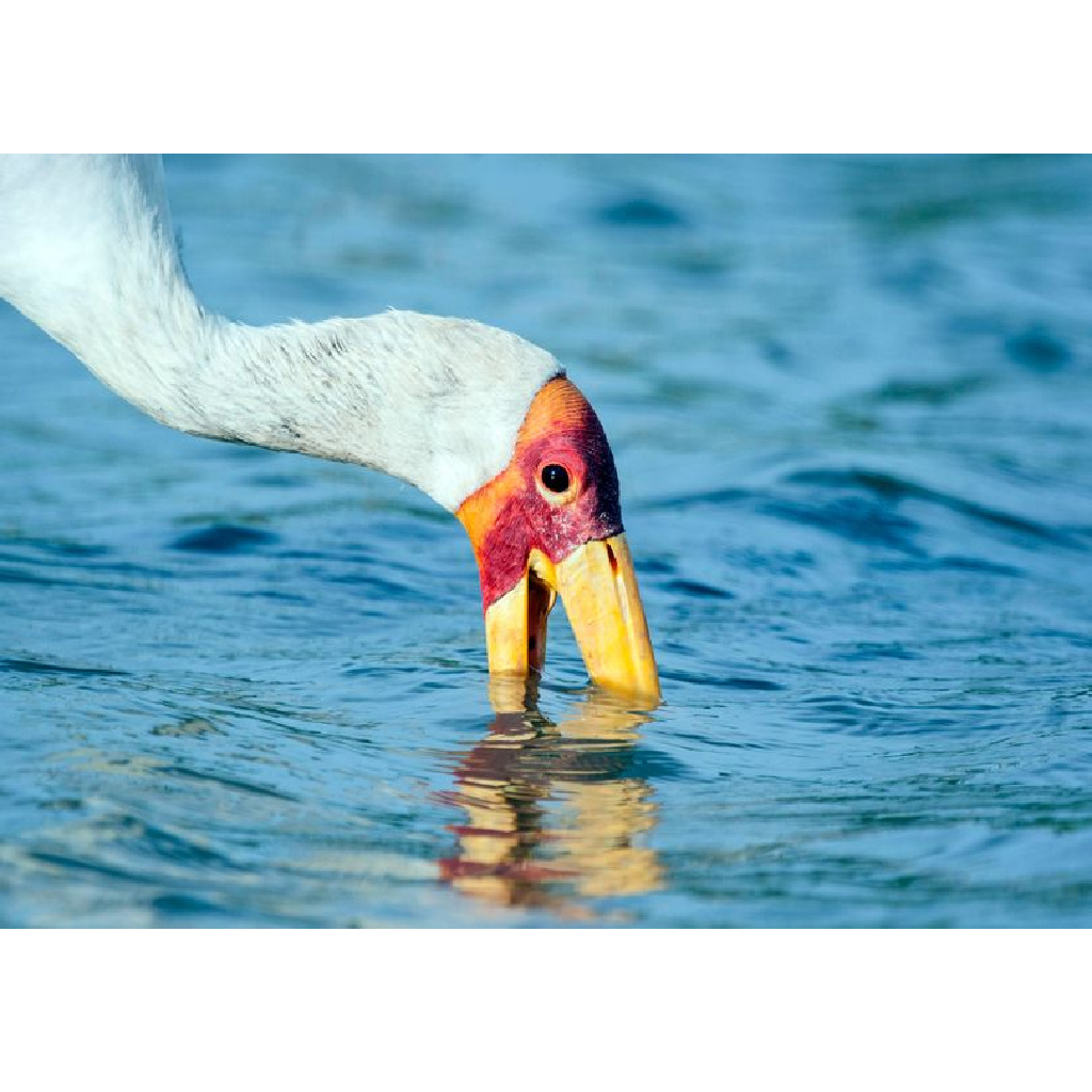 Fearless Stork Dives into Crocodile's Jaws to Retrieve Its Meal. l - LifeAnimal