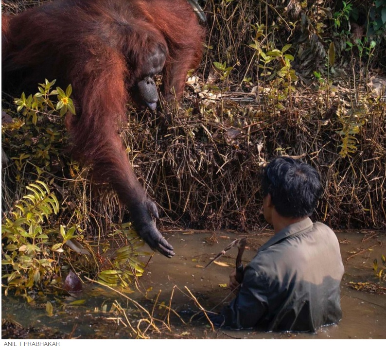 Man trapped in mud receives unexpected help from orangutan - Sporting ABC