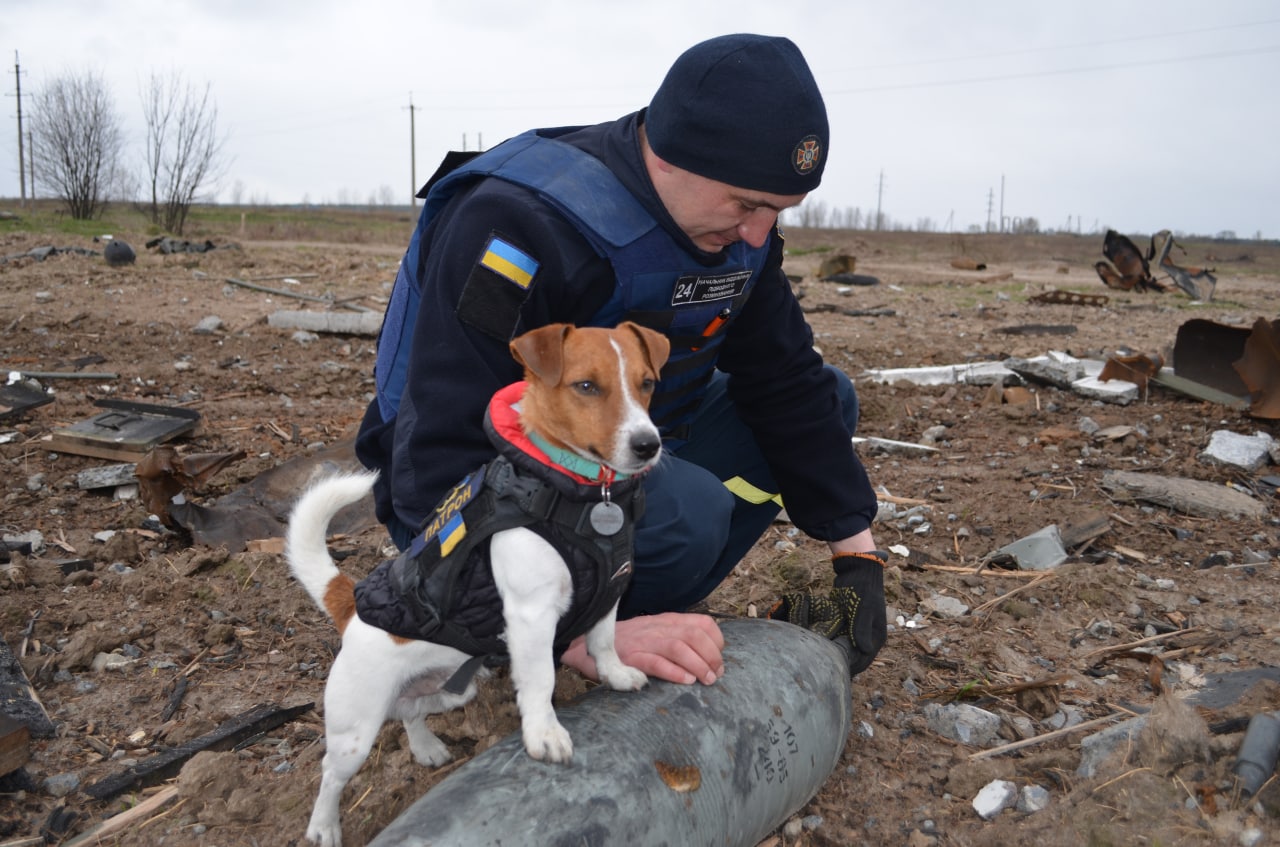 Smart dog finds more than 150 bombs hidden in Ukraine and unexpected ending.ThuHa