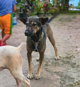 Brave Doggo Blocks Man’s Path & Refuses To Leave, Guides Him To Save Abandoned Baby Nearby