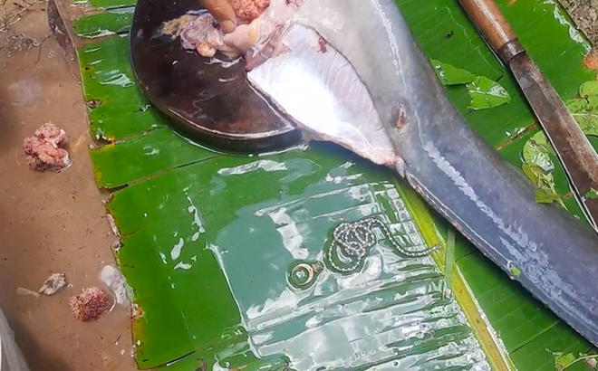 pp.Unbelievably lucky: The joy and surprise of the sea people when discovering gold and silver treasures in the fish they just caught.p - LifeAnimal