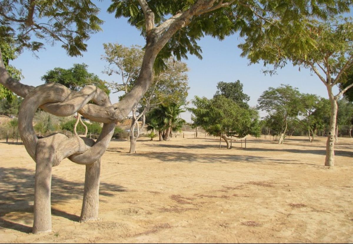 The Astounding Tree with a Flexible Trunk Capable of Creating Elaborate Twists and Knots..D - LifeAnimal
