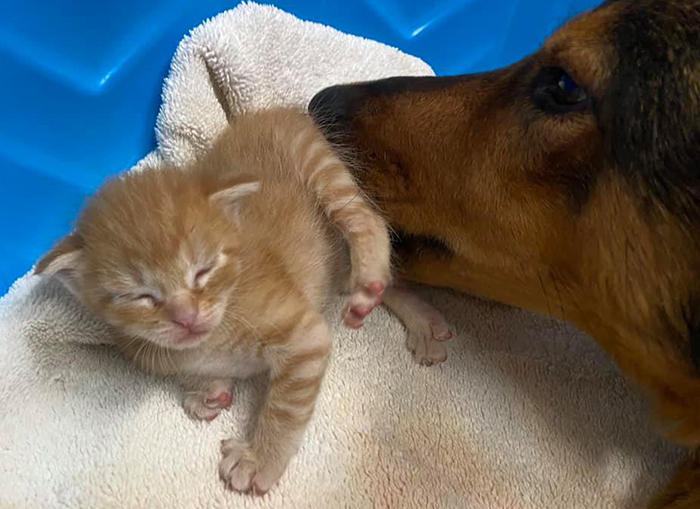 Pregnant dog rescued, loses litter, diagnosed with cancer but finds love in orphaned kittens. – Puppies Love