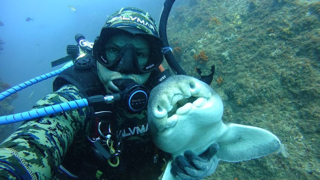 Unusual Friendship: Heartwarming Diver-Shark Bond as the Shark Seeks Cuddles in Every Encounter..D - LifeAnimal