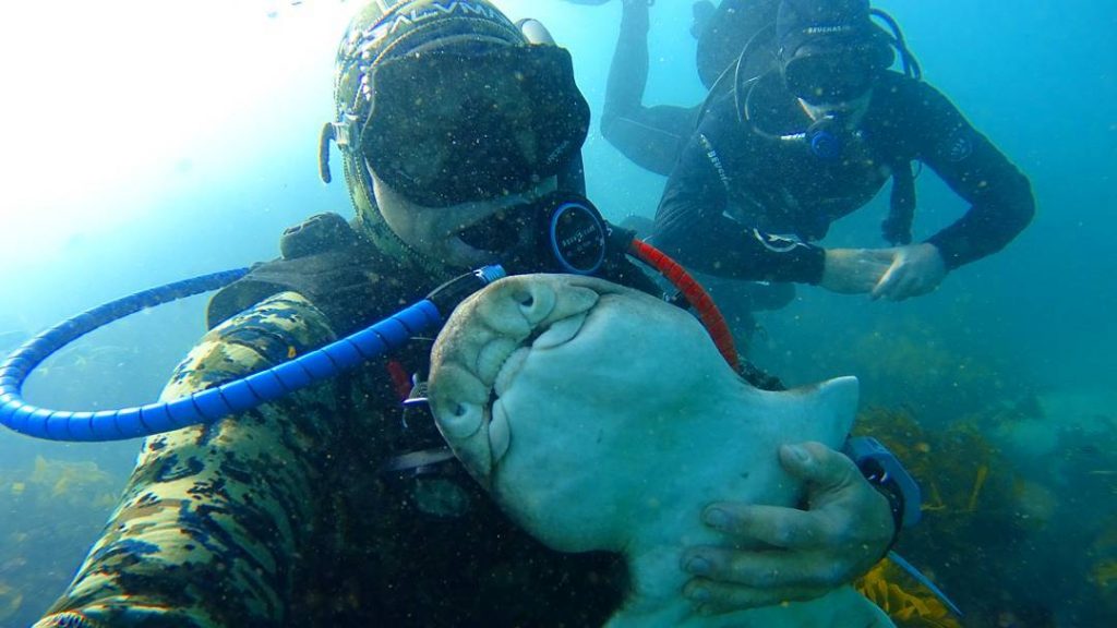 Unusual Friendship: Heartwarming Diver-Shark Bond as the Shark Seeks Cuddles in Every Encounter..D - LifeAnimal