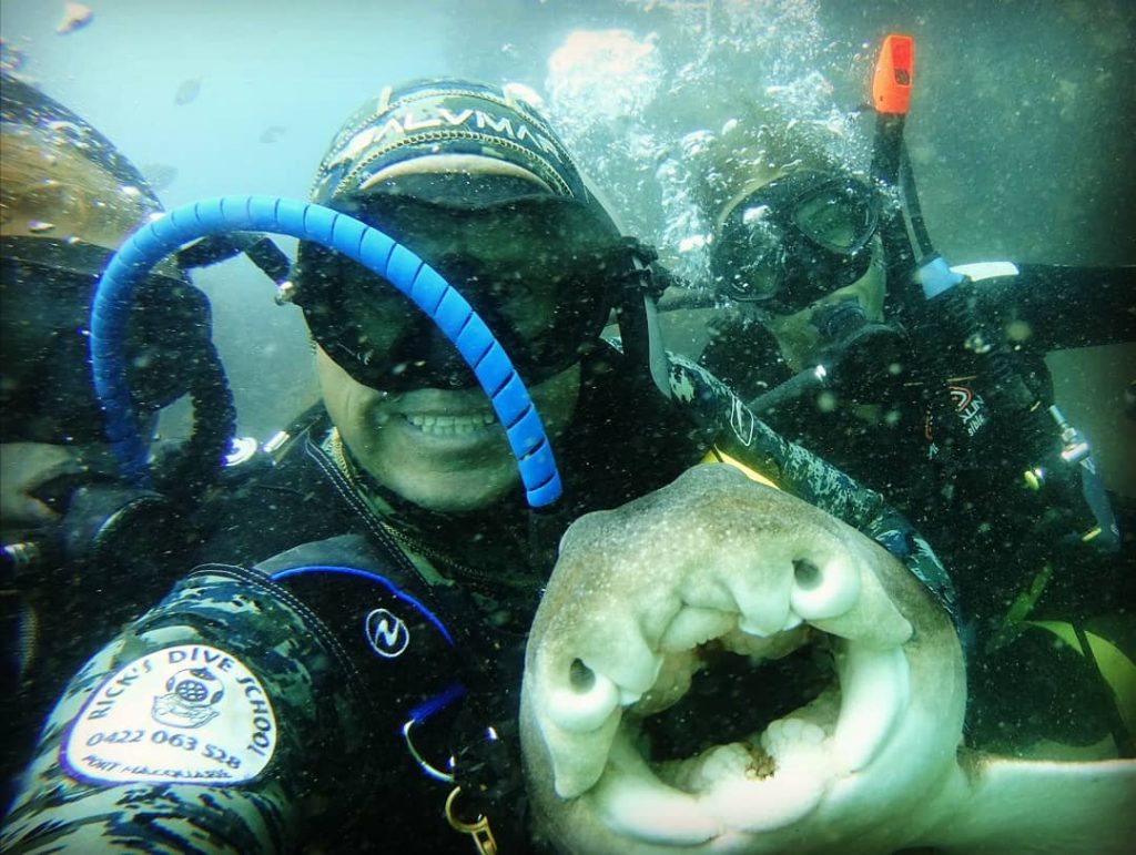 Unusual Friendship: Heartwarming Diver-Shark Bond as the Shark Seeks Cuddles in Every Encounter..D - LifeAnimal