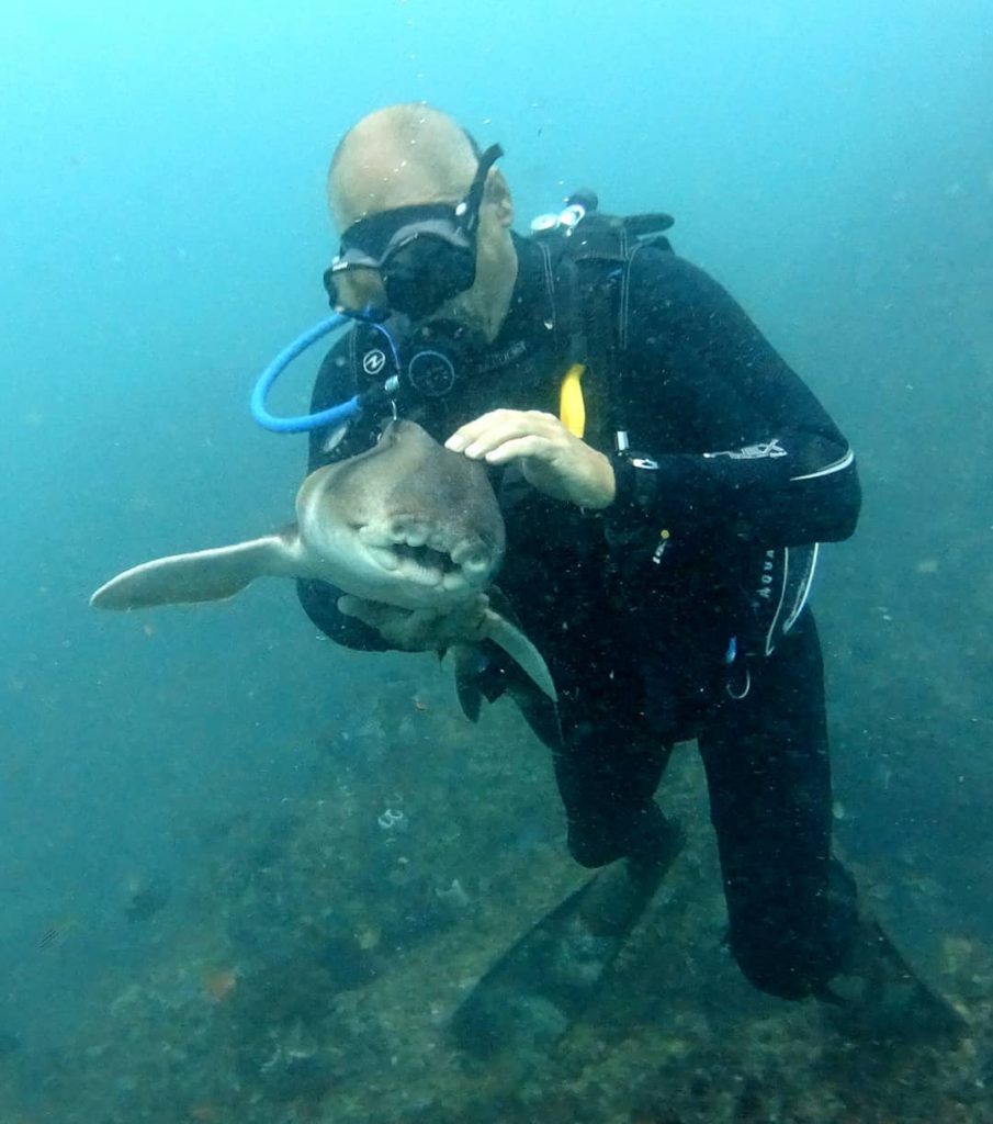 Unusual Friendship: Heartwarming Diver-Shark Bond as the Shark Seeks Cuddles in Every Encounter..D - LifeAnimal