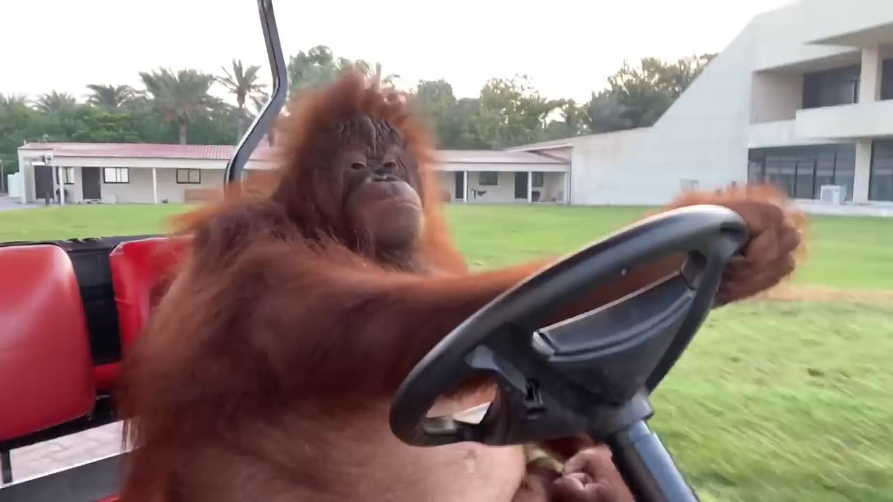 Captivated by the Astounding Skills of Orangutan Rambo: Watch as He Learns to Drive and Takes Tourists on an Unforgettable Journey! (Video) - Sporting ABC