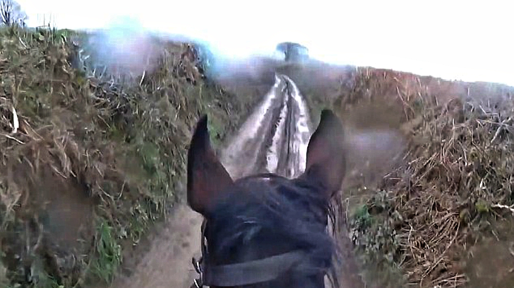 Retired Race Horse Surprises The Rider By Taking Him On A Wild Ride