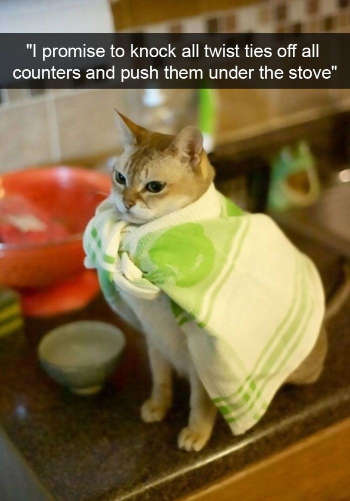 A Huge Collection of The Most Hilarious Cats On Snapchat