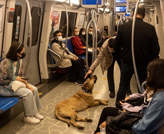 A dog’s daily commute on the subway captures attention, leading a man to place a tracker on him to unravel his mysterious routine. – Puppies Love
