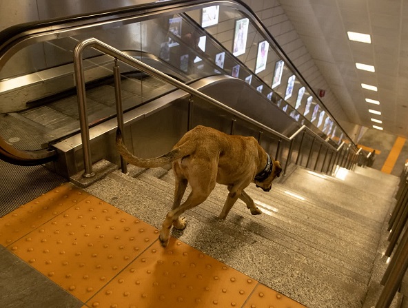 A dog’s daily commute on the subway captures attention, leading a man to place a tracker on him to unravel his mysterious routine. – Puppies Love
