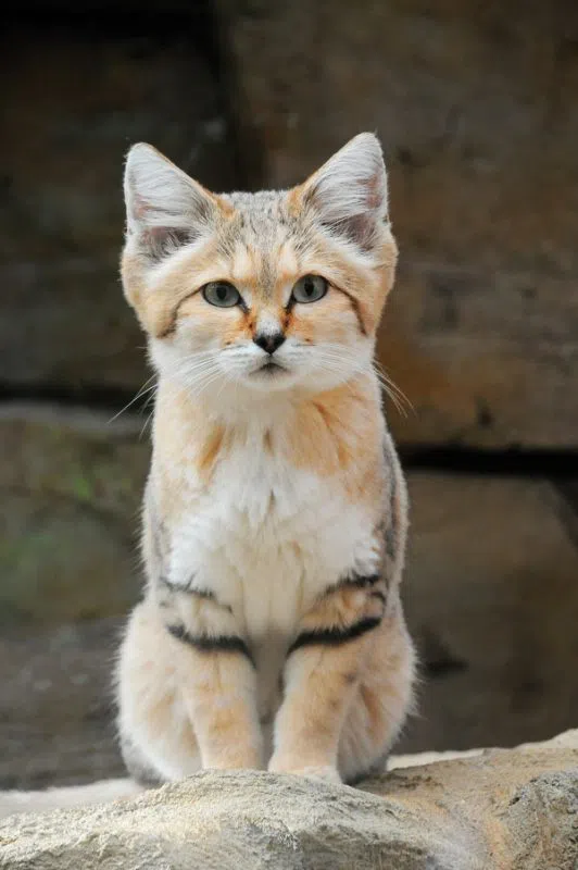 Discover the Elusive Sand Cat: A Fascinating Feline of the Desert - Yeudon