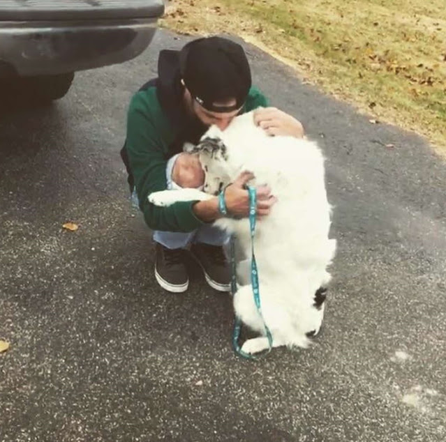 The once-injured dog, deemed too hurt to be pet, now can't resist cuddling with his new owner, illustrating the transformative power of love and care. - Puppies Love