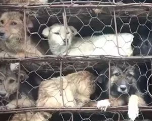 Touching love Mother dog tries to push puppy out of cage to slaughterhouse causing fever