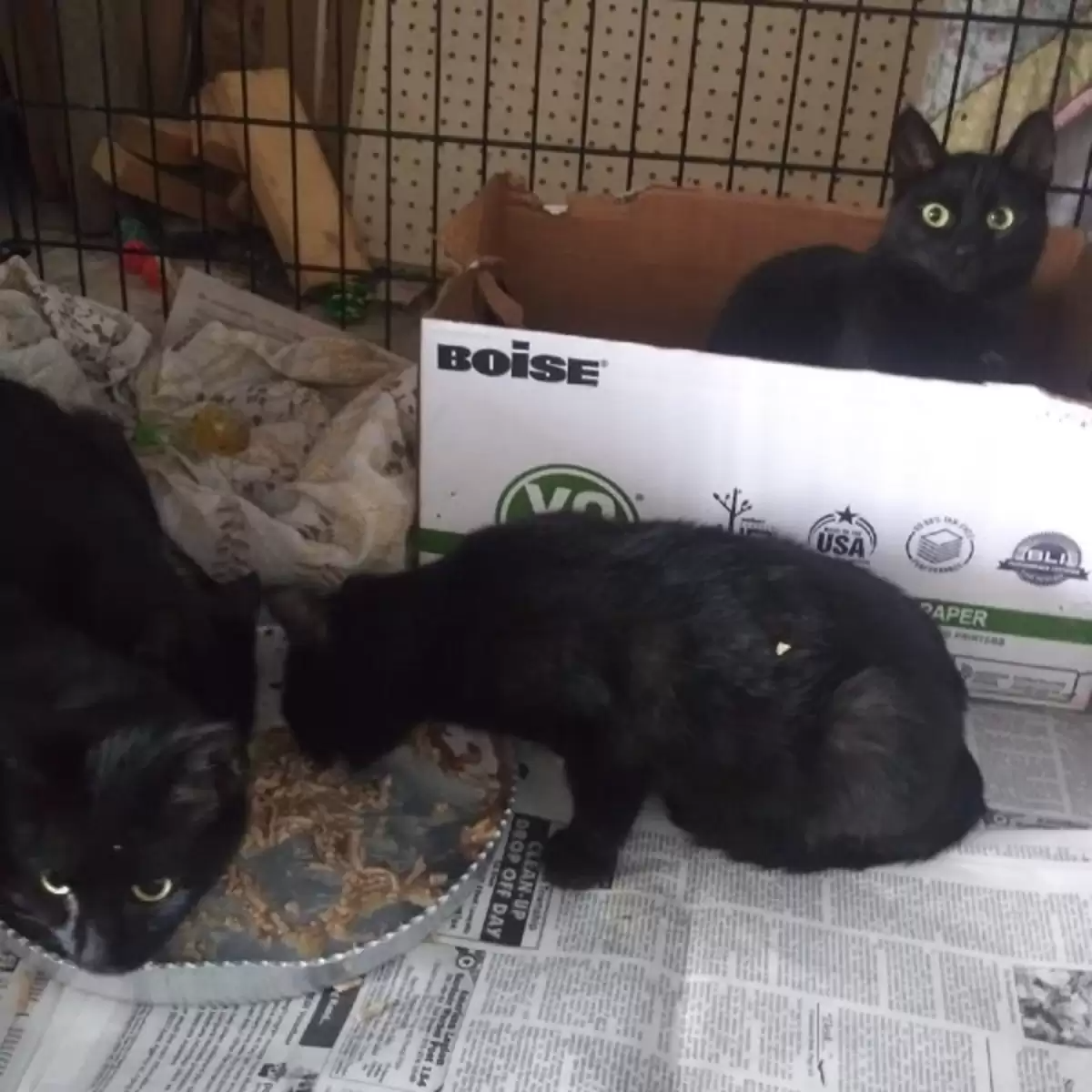 Idea from shelter staff leads to the adoption of 40 black cats - a heartwarming success story