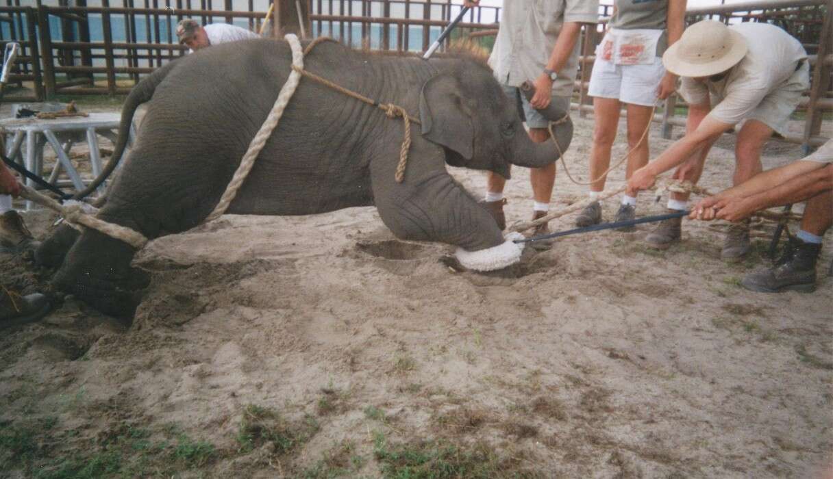 Heart-breaking Photos of the Process of Training Baby Elephants for the Circus - Sporting ABC