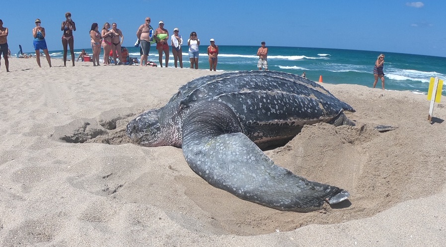 Unveiling the Enigma: Massive and Bizarre Turtle Sightings Puzzle American Beachgoers - Sporting ABC