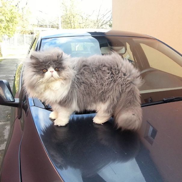 "Cezar the "Sheep Cat": A One-of-a-Kind Furry Wonder!"