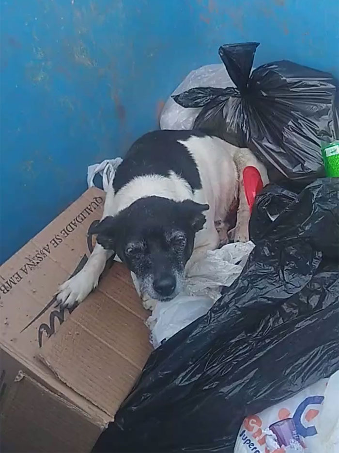 Dog with Tumor Callously Discarded in Dumpster, Treated as Disposable - Puppies Love