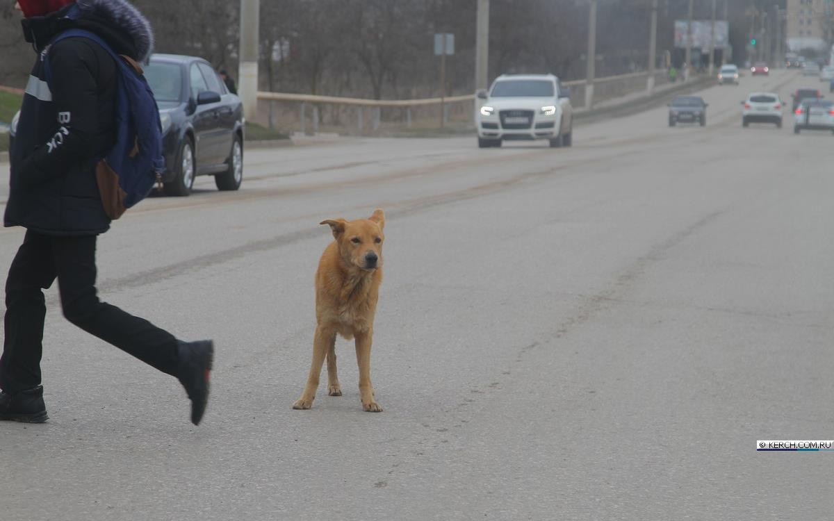 hd. "Brave Man Defies Danger to Rescue Dog from Highway, Leaving Spectators in Awe" - LifeAnimal