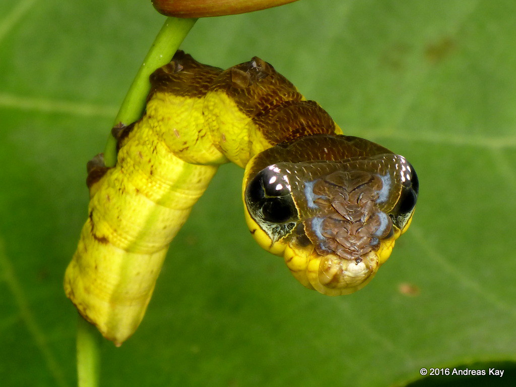 Fascinating Defense Mechanism: Caterpillar Transforms into Snake-like Appearance When Threatened - Sporting ABC