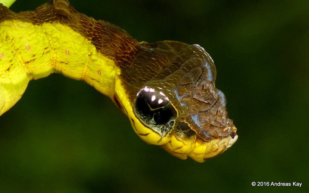 Fascinating Defense Mechanism: Caterpillar Transforms into Snake-like Appearance When Threatened - Sporting ABC