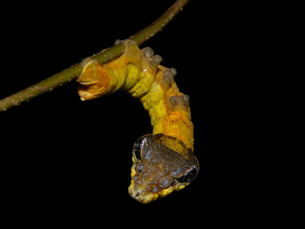 Fascinating Defense Mechanism: Caterpillar Transforms into Snake-like Appearance When Threatened - Sporting ABC