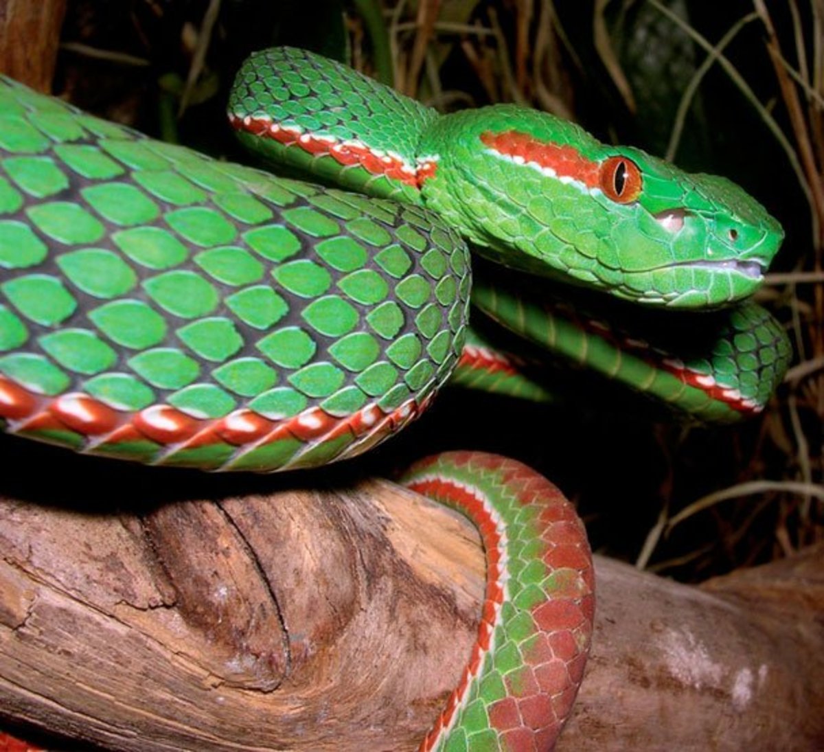 Sea testigo del asombroso descubrimiento de una serpiente adornada con un color de piel azul único y la fascinante capacidad de cambiar continuamente sus colores en este cautivador video. - LifeAnimal