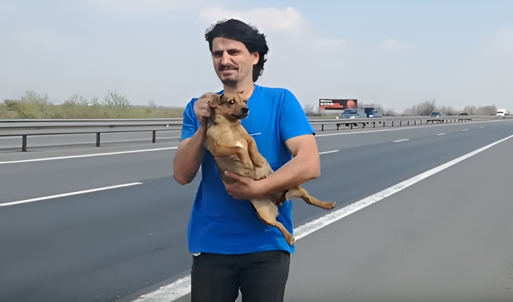 hd. "Brave Man Defies Danger to Rescue Dog from Highway, Leaving Spectators in Awe" - LifeAnimal