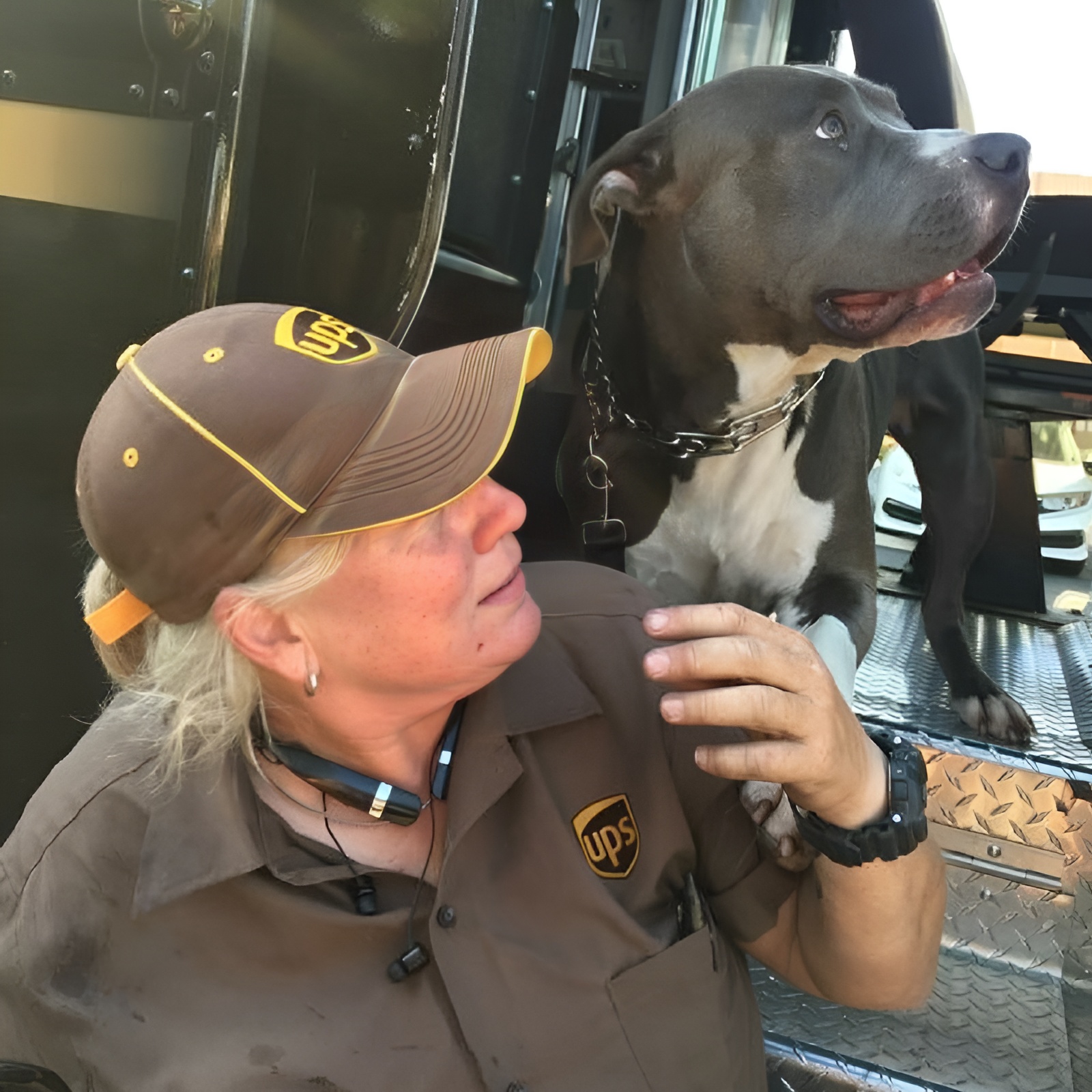 hd."An Unbreakable Bond: UPS Driver Adopts Loyal Pit Bull Who Waited Faithfully After Owner's Passing" - LifeAnimal