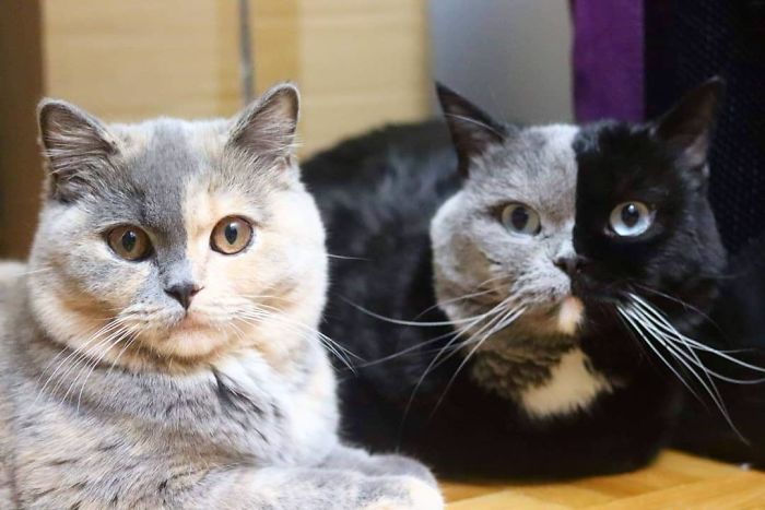 "Fatherhood in Full Color: Meet the Split-Faced Cat Who Sires Kittens with Unique Hues" - Yeudon