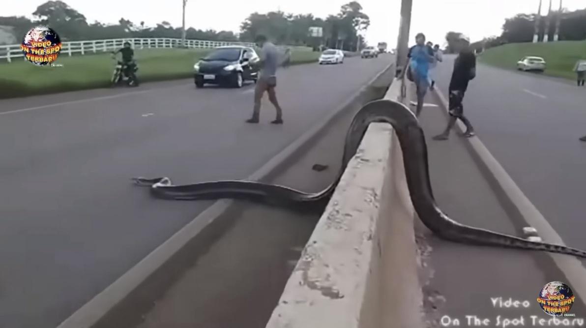 Panic Ensues as Giant Snake Suddenly Appears in the Middle of the Road! (Watch Video)..D - LifeAnimal
