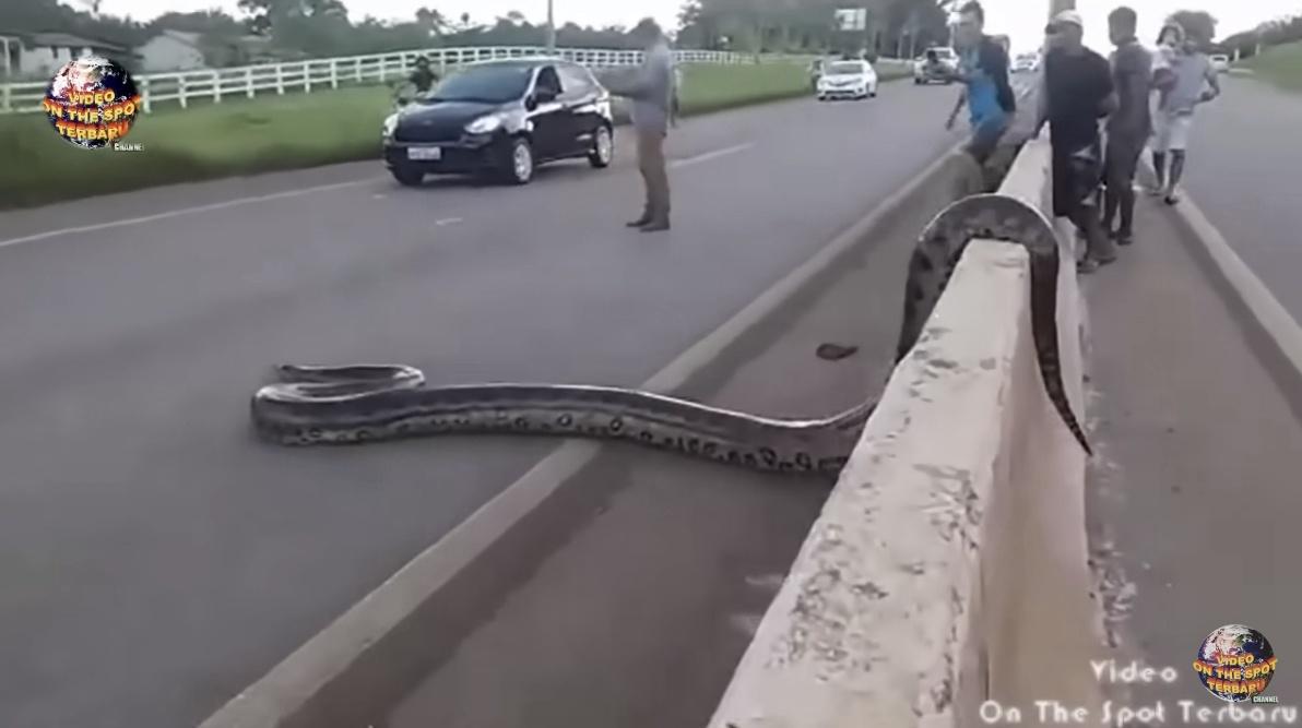 Panic Ensues as Giant Snake Suddenly Appears in the Middle of the Road! (Watch Video)..D - LifeAnimal