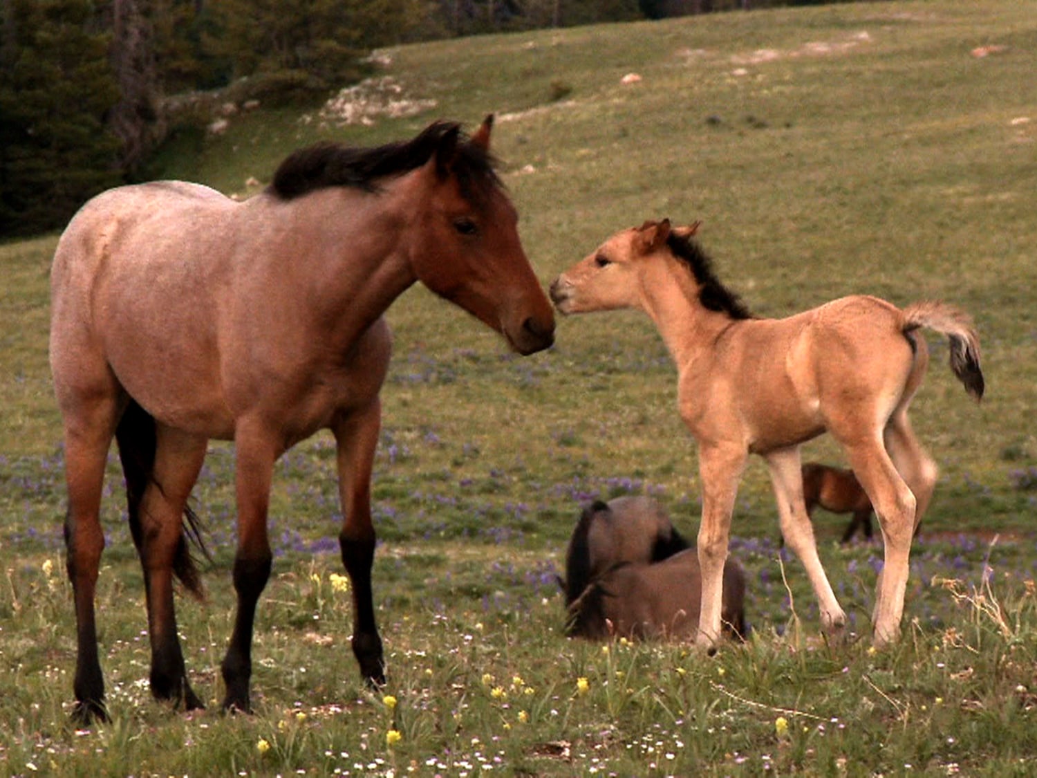 "From Rescued to Radiant: A Wild Horse's Journey as a Devoted Mother to a Special Offspring (Video)