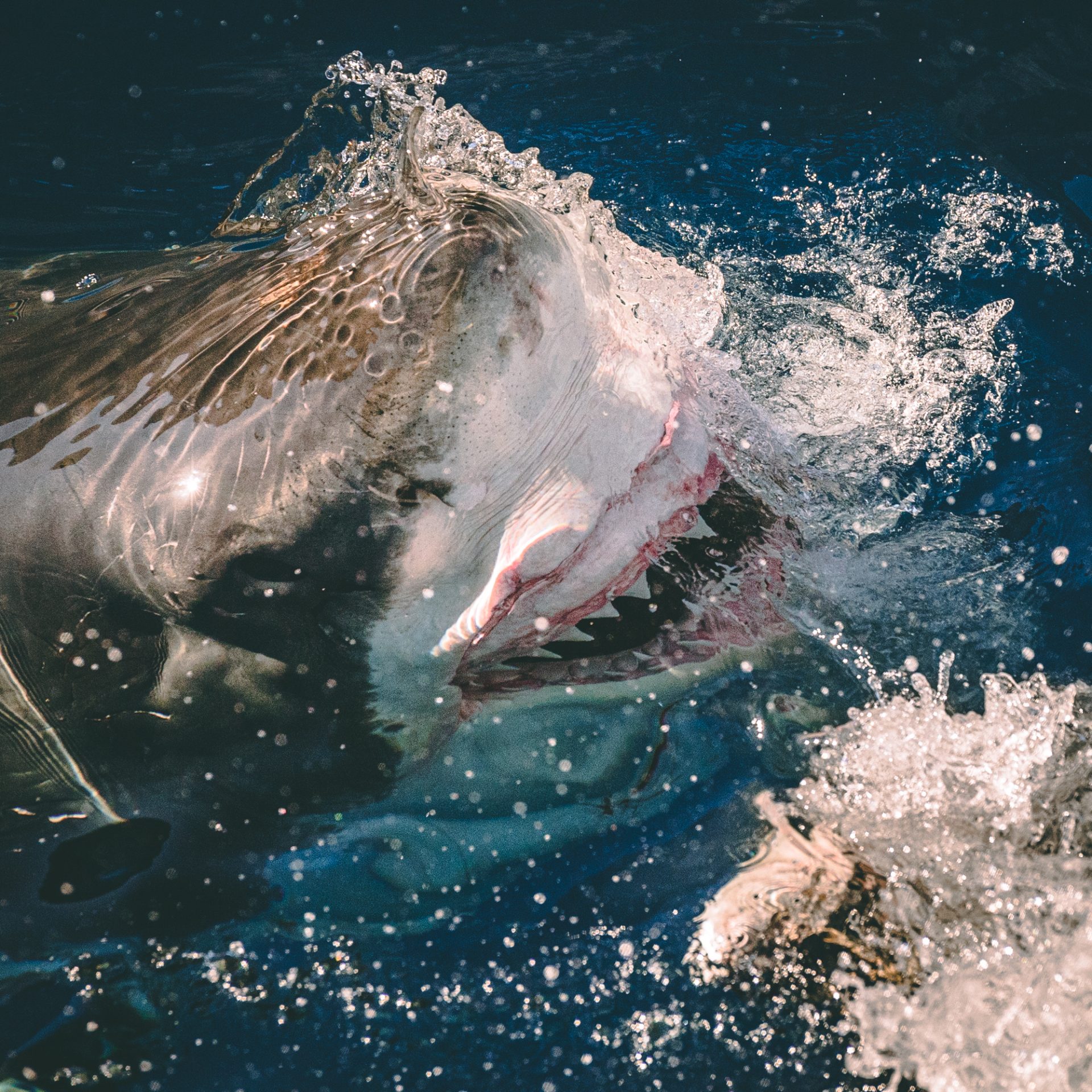 Terrifying Moment as Giant Great White Shark Attempts to Smash Through Divers' Cage, Captured in Thrilling Pictures - Sporting ABC