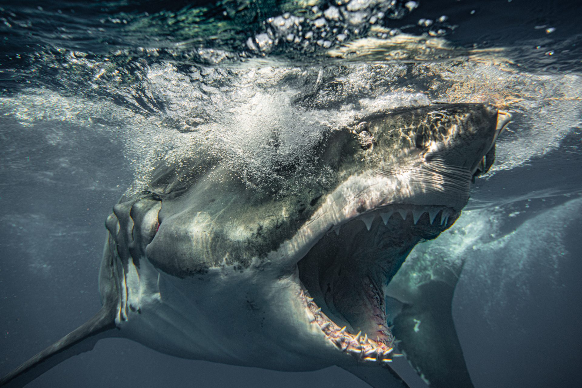 Terrifying Moment as Giant Great White Shark Attempts to Smash Through Divers' Cage, Captured in Thrilling Pictures - Sporting ABC